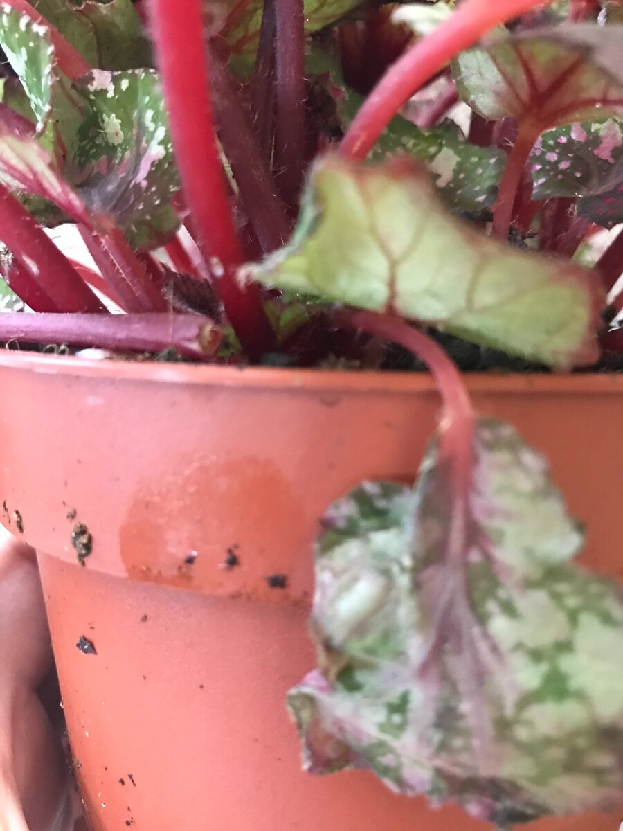 вот такой засохший листок надо убрать