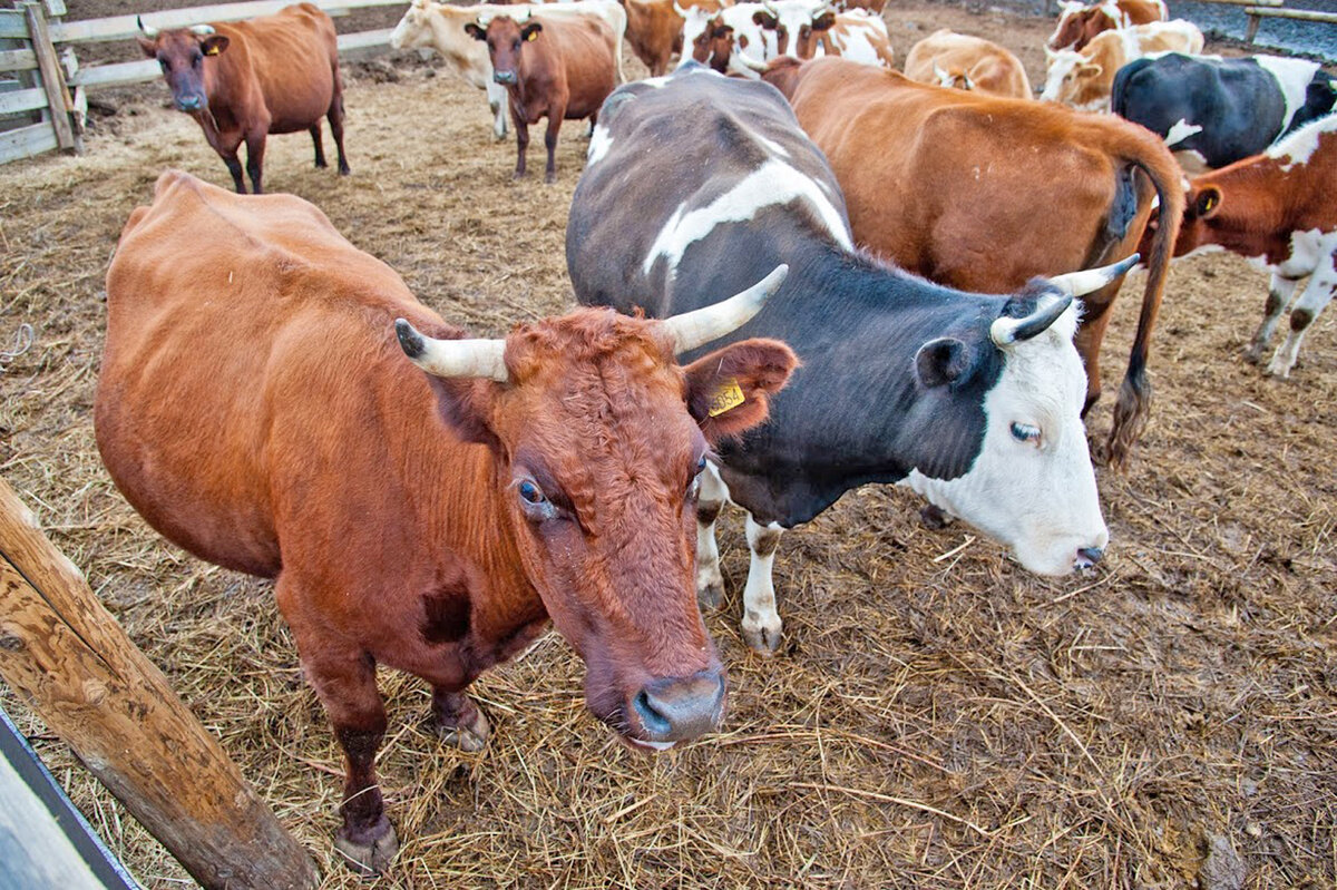 © Фото ИД «Волгоградская правда»