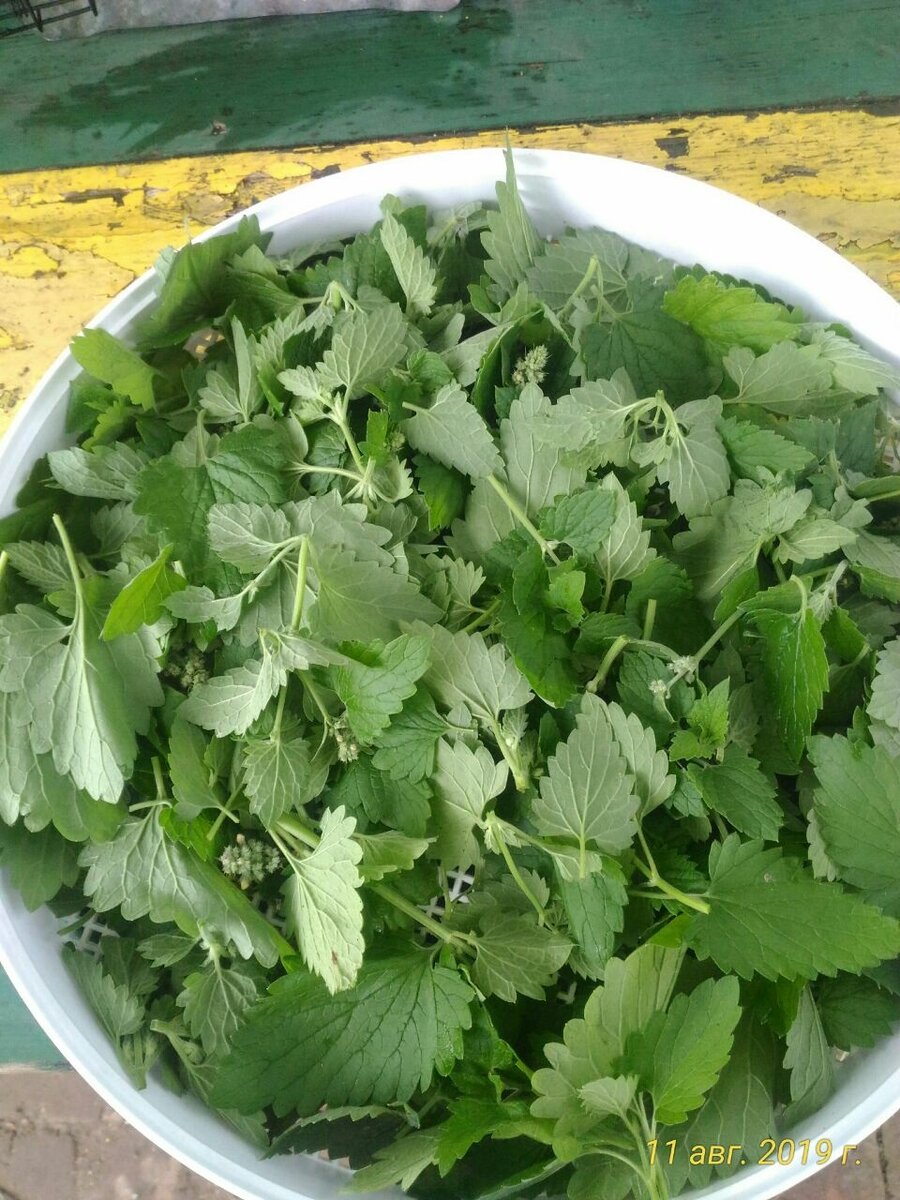 Мелисса тоже готова к сушке