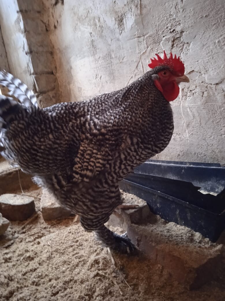 Петух породы Мехеленская кукушка