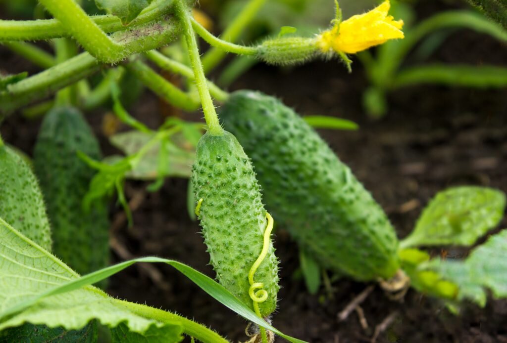 Сорт огурцов Веселые ребята F1. Фото с сайта sveklon.ru