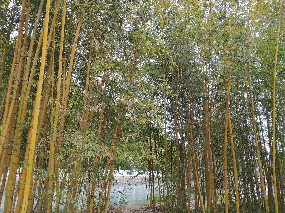 Бамбук