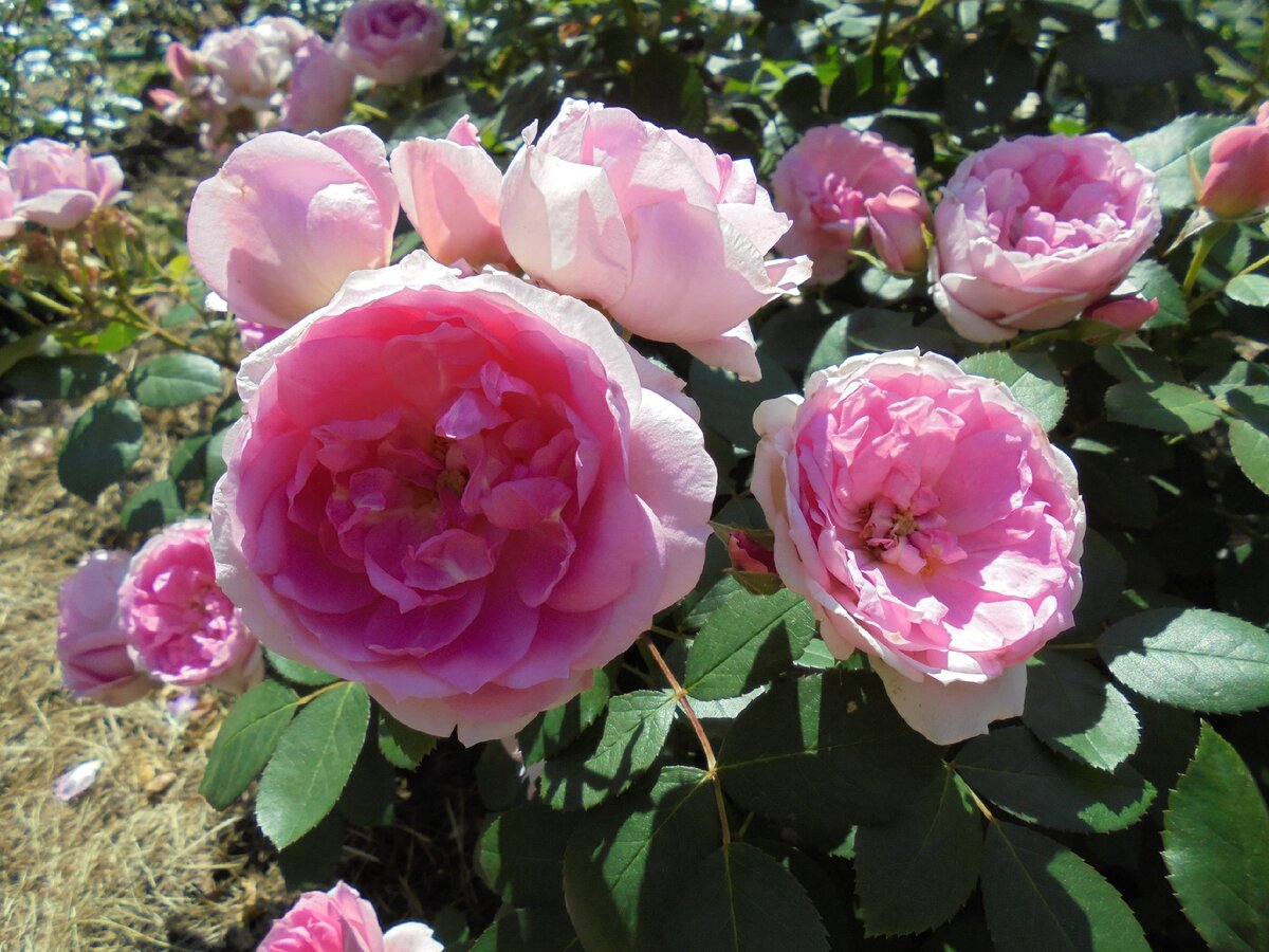 Prairie Joy (фотография моя, сделанная на розарии Ботанического сада в Санкт-Петербурге)