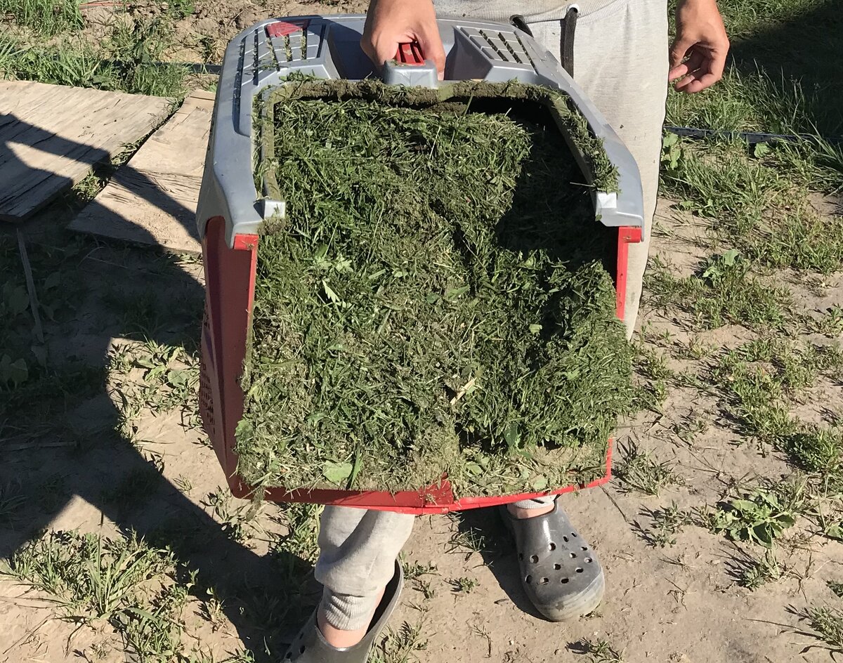 накошена очередная порция полезной травы для нашего огородика