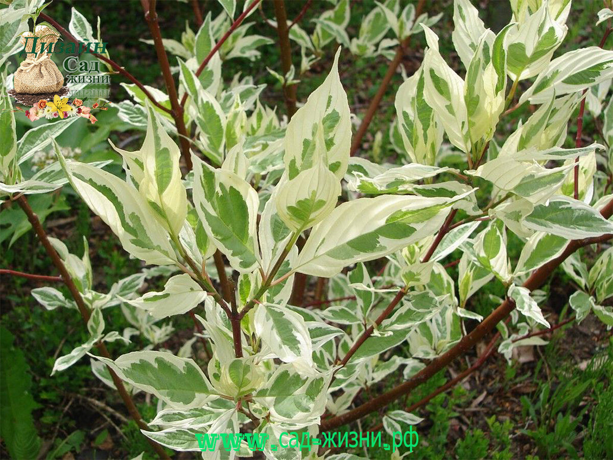 Дерево с серебристыми листьями. Дерен белый (cornus alba siberian pearls c3 40-60). Дерен вариегатный. Дерен белый элегантиссима cornus alba elegantissima. Ива цельнолистная hakuro nishiki.