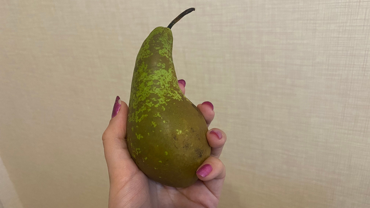 Эта не та самая груша, а купленная в пятерочке, сорт "Конференс"