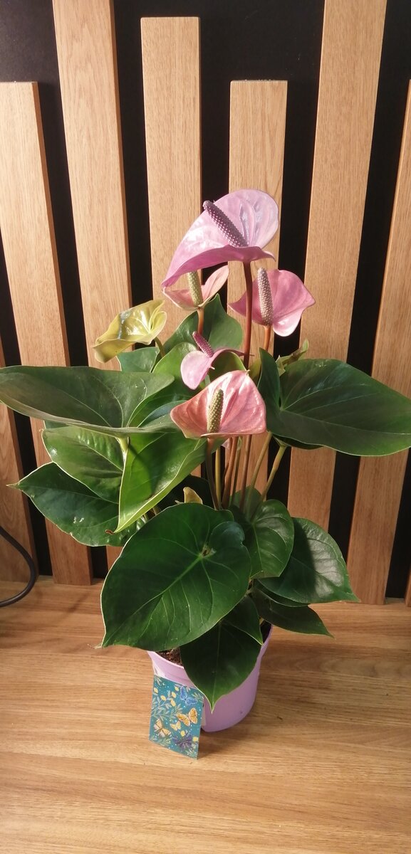 Антуриум Кавалли❣️