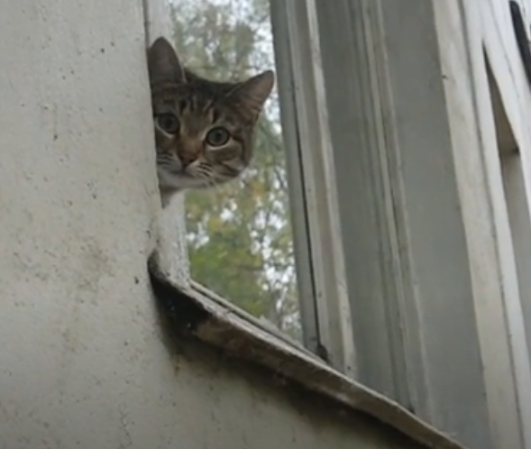 Ваш кот будет прекрасно гулять самостоятельно через окно