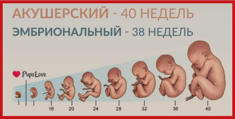 Врачи всегда будут иметь в виду акушерский срок - это срок от первого дня последних месячных, его и запомните, чтобы не путаться. Хотя эмбриональный (то есть истинный) срок обычно на 2 недели меньше (от зачатия).