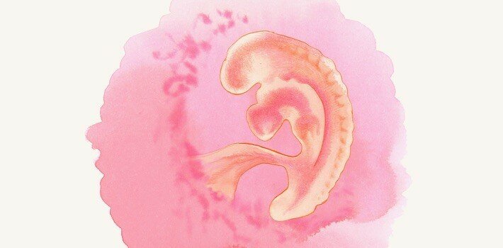 Развитие эмбиона на 3 неделе беременности