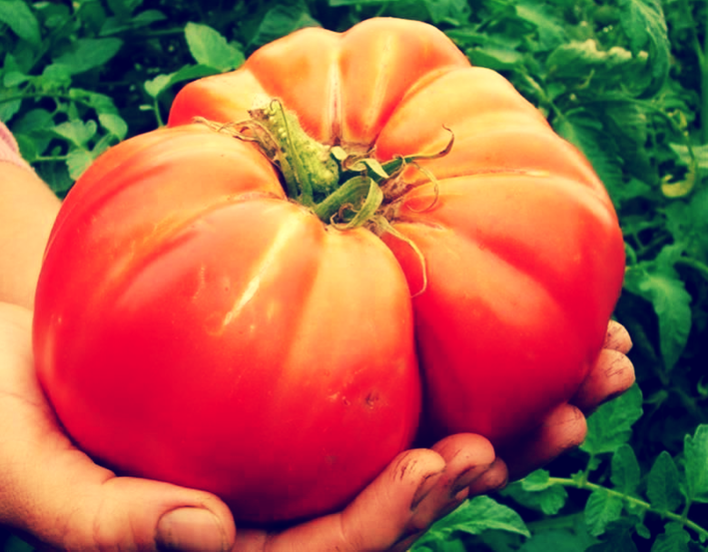 Помидорчик-богатырь.