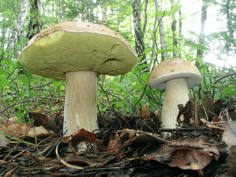 Фото из семейного архива автора