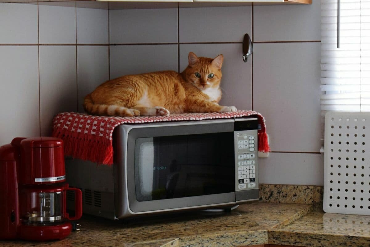 Включи свч. Прикольная микроволновка. Микроволновая печь. Кот и микроволновка. Смешные микроволновки.