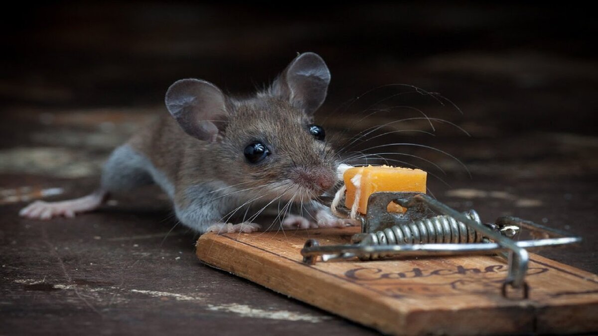 Мышь. Маленький мышонок. Мышка настоящая. Мышиный сыр. Про мышей и сыр