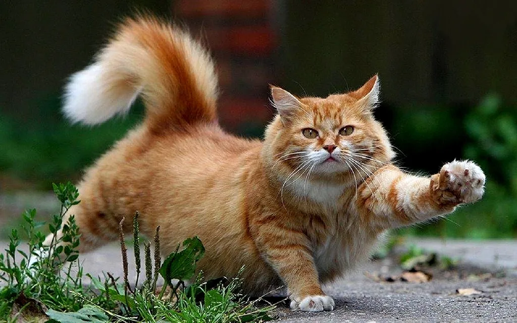 https://umm4.com/wp-content/uploads/2011/04/7.jpg
