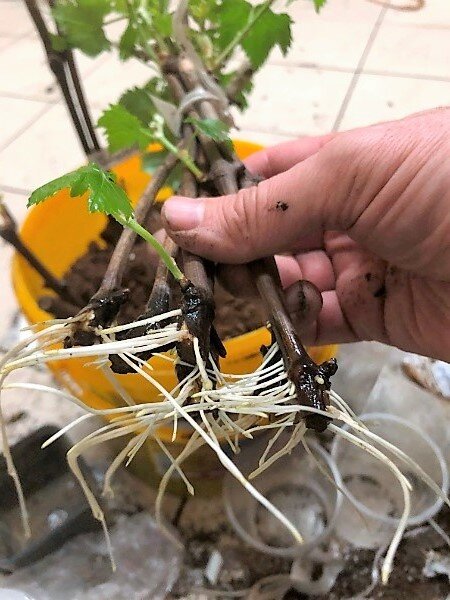 Правильно подобранный способ - гарантия хороших корней. Фото Вадима Жилина