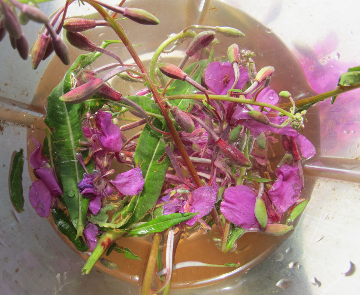 Коктейль из цветов и листьев кипрея для "конского" иммунитета