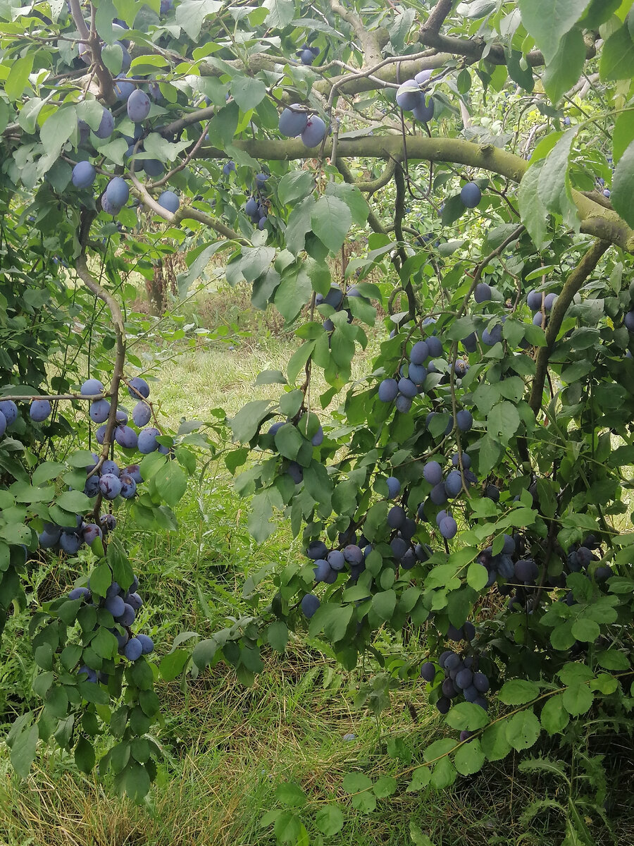 Огромные сладкие сливы на ферме