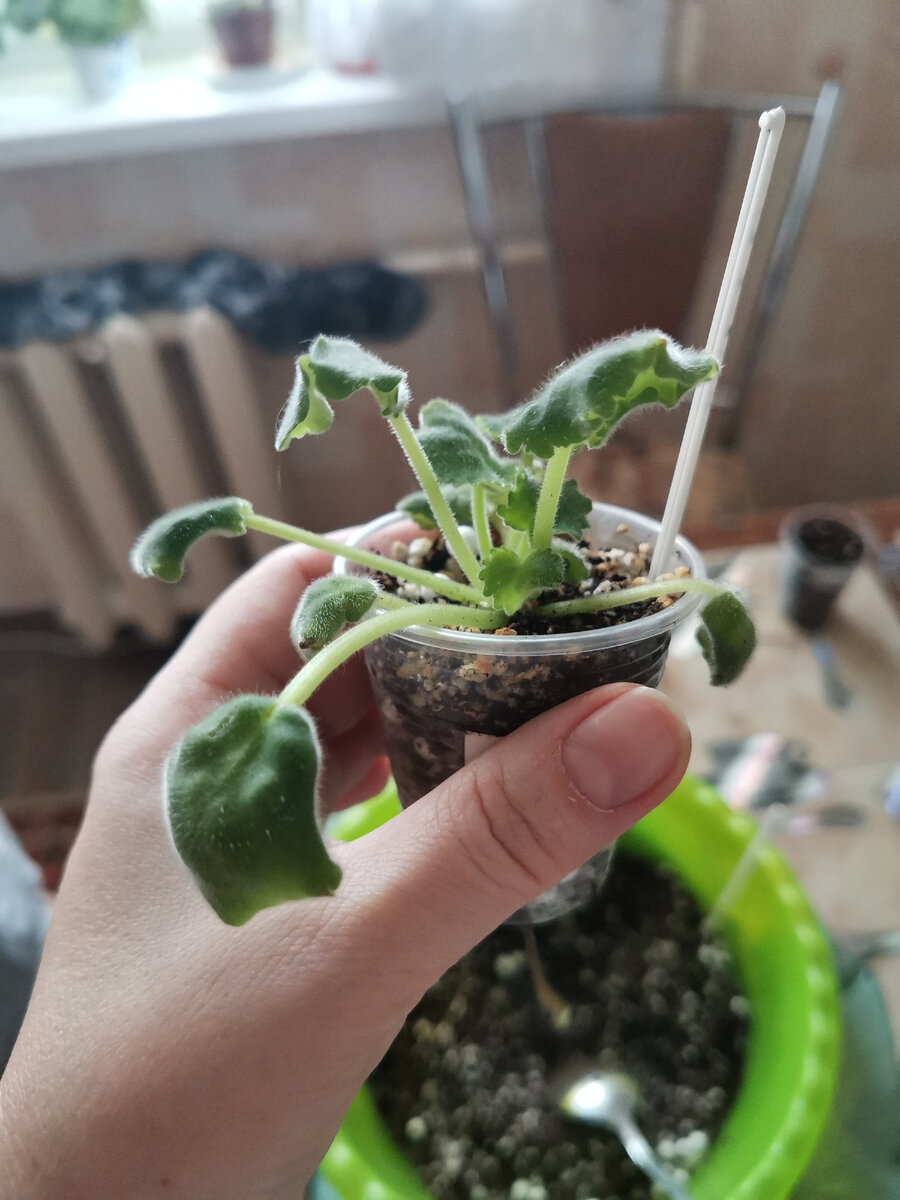 У фиалки влажный субстрат и вялые листья - проблемы с корневой