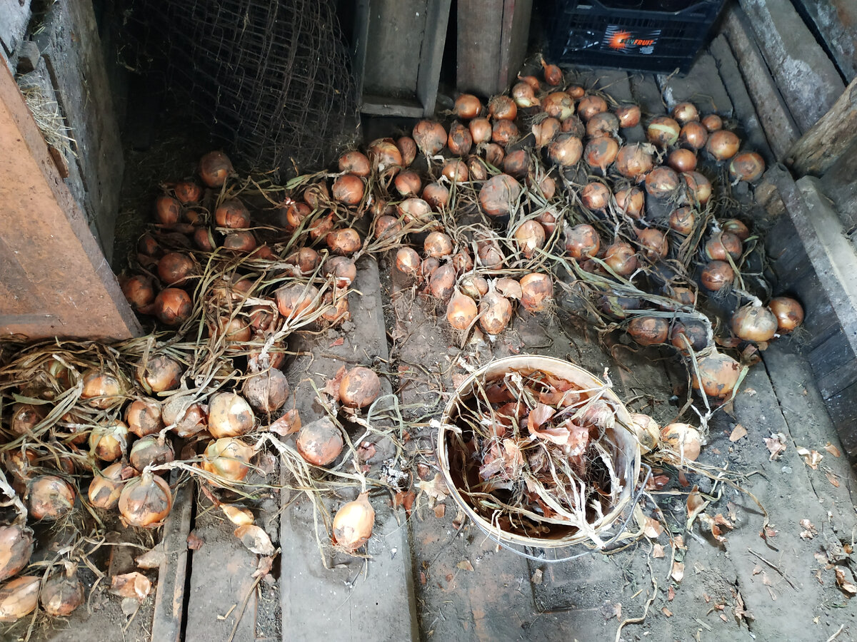 Просушиваем лук в старом сарае, сейчас здесь живут только ласточки. Фото автора