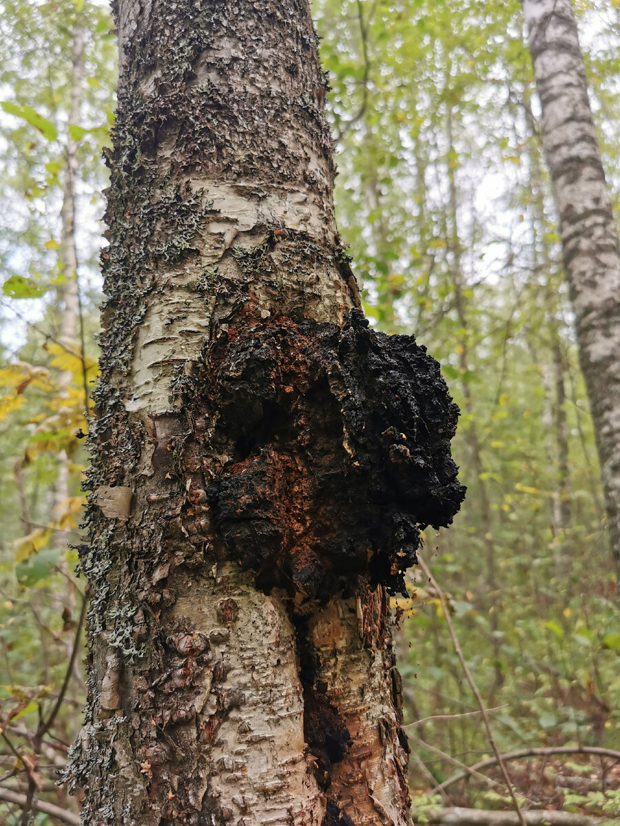Чага на берёзе