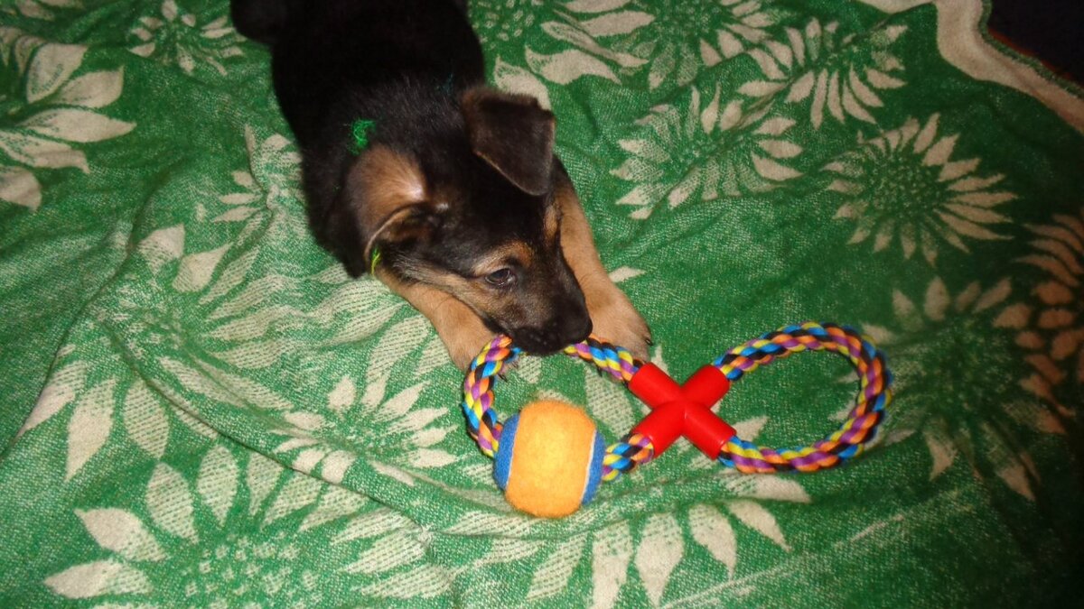 Плюсы и минусы адаптации дикой собаки в семье: роль своей собаки