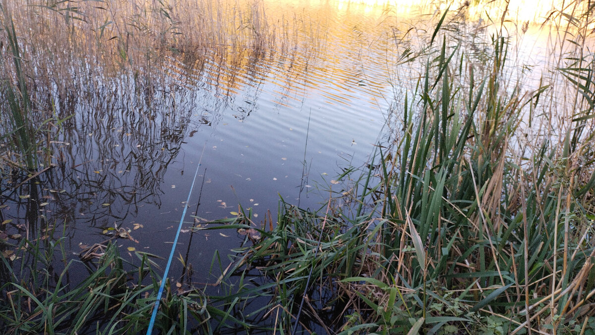 Место с камышом на водоёме.