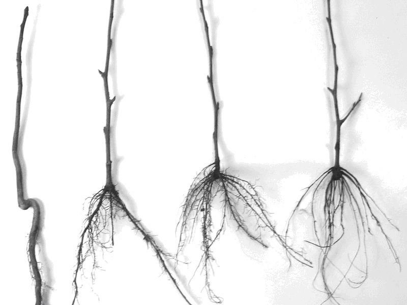 Семенной подвой (слева) и клоновые подвои. Фото из сети