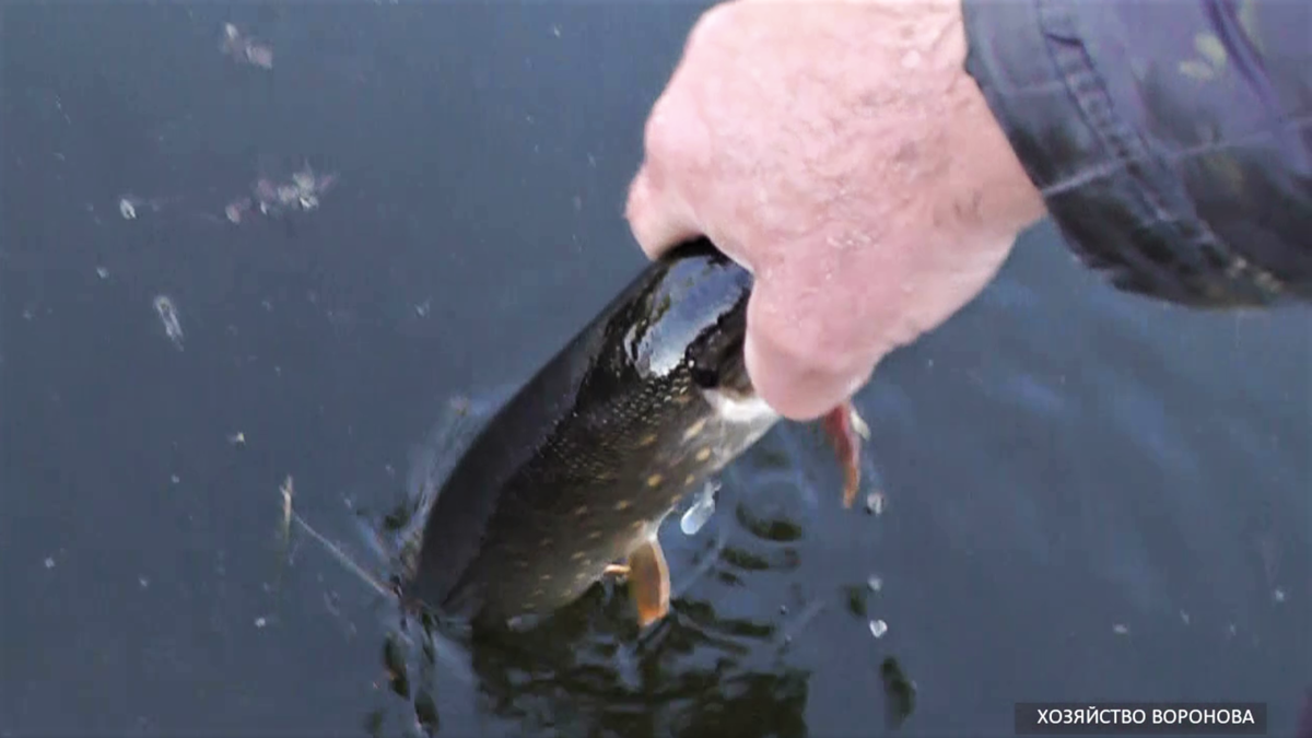 Зарыбляю щуку