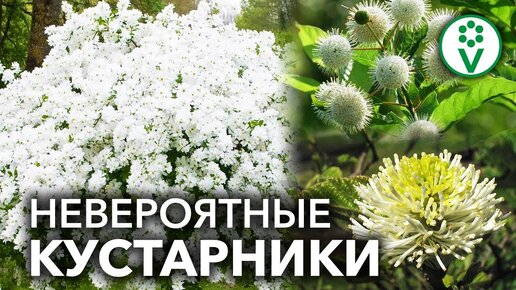 3 неординарных кустарника для Вашего сада