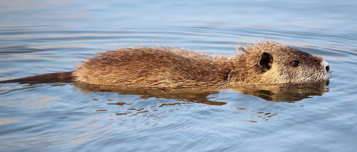 Болотный бобр 6 букв. Myocastor coypus нутрия. Болотный Бобр. Myocastor. Nutrie (Myocastor coypus ).