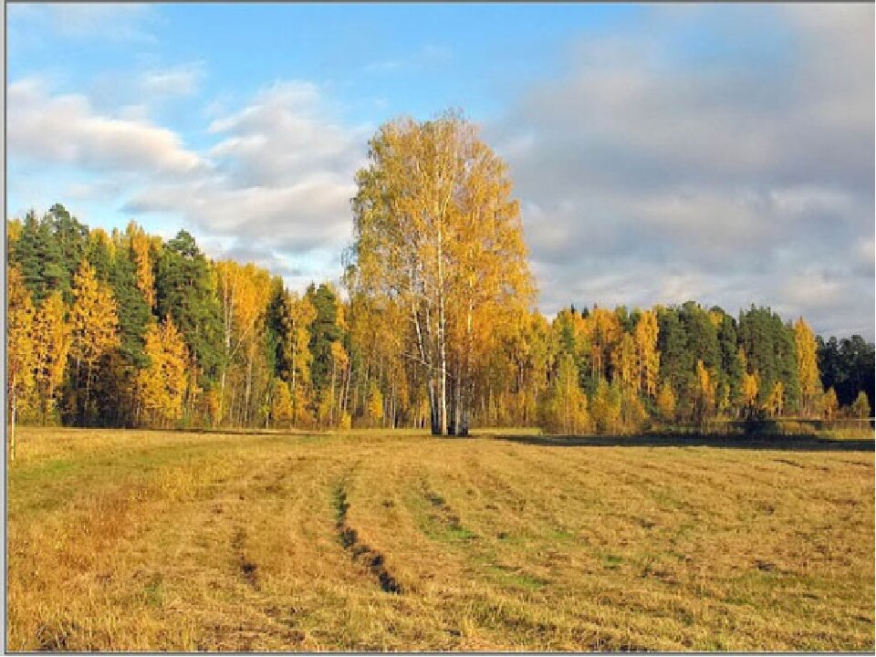 Лирические произведения Некрасова воспевают русскую природу, широту и раздолье бескрайних полей и лесов.
