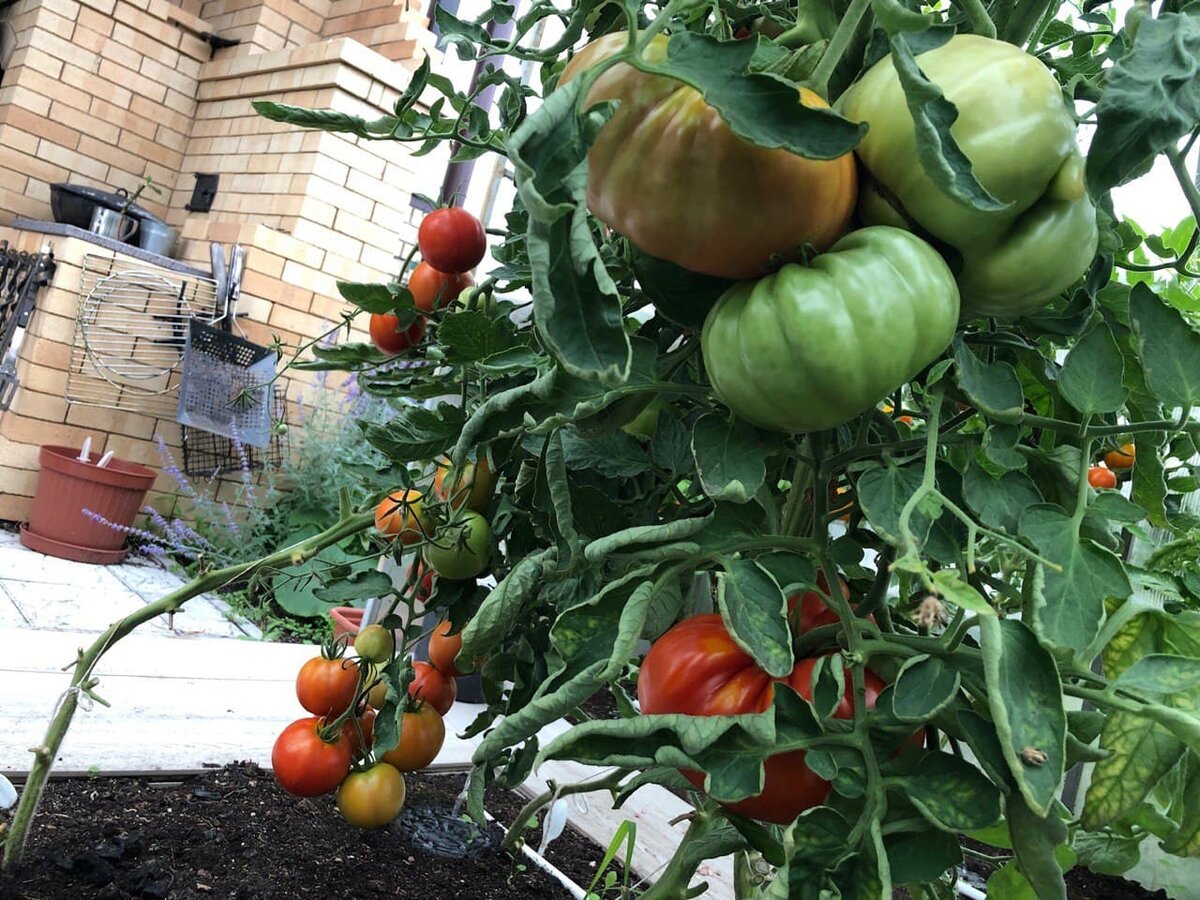 На переднем плане томаты Ла Скала