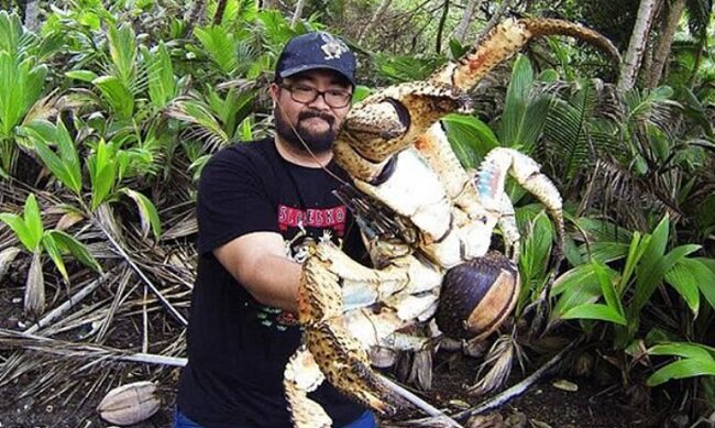 Этот краб был пойман не для еды, а только для фотографии – на острове Рождества запрещено есть кокосовых крабов, и за это взимается штраф в размере 5500 долларов