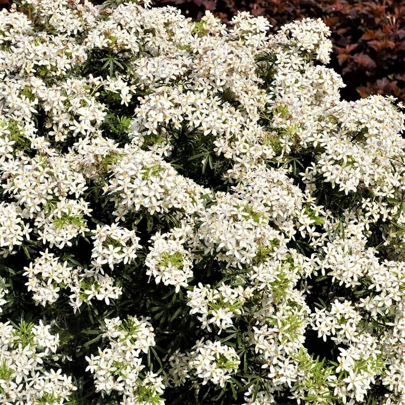  Ароматная лавина белых цветов шуазии. Фото с сайта: https://raiskikytochok.com.ua.