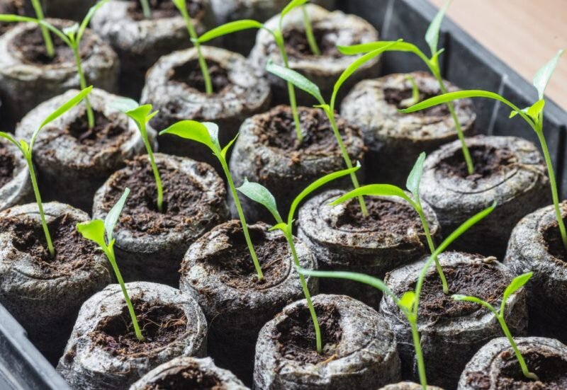 Вытягивание рассады. Иллюстрация для статьи используется с сайта fermoved.ru