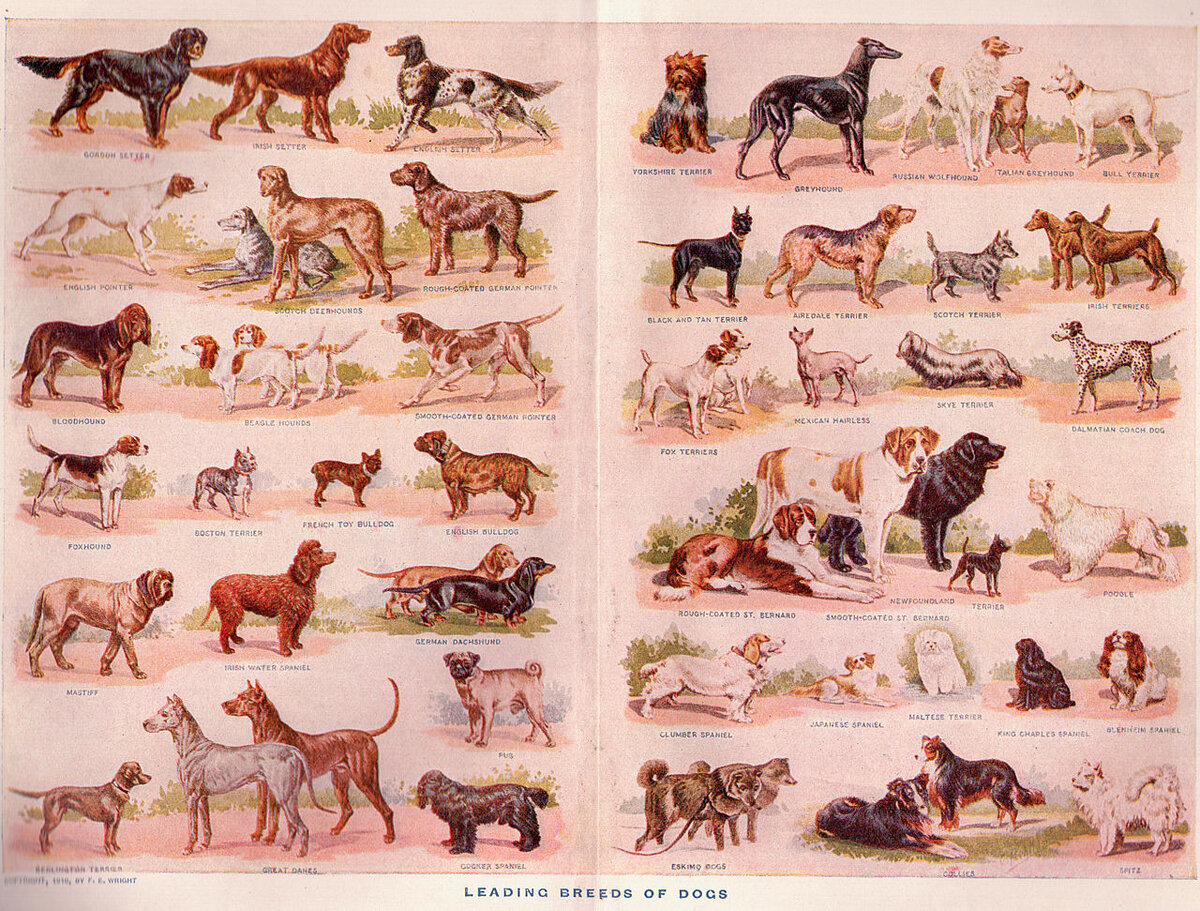 F. E. Wright. Leading Breeds of Dogs (1910). Иллюстрация из Webster’s New Illustrated Dictionary