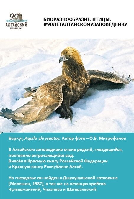 Дорогие друзья! В год 90-летия Алтайского заповедника на страницах нашего блога мы будем рассказывать о представителях животного и растительного мира, которых мы бережём и охраняем.
