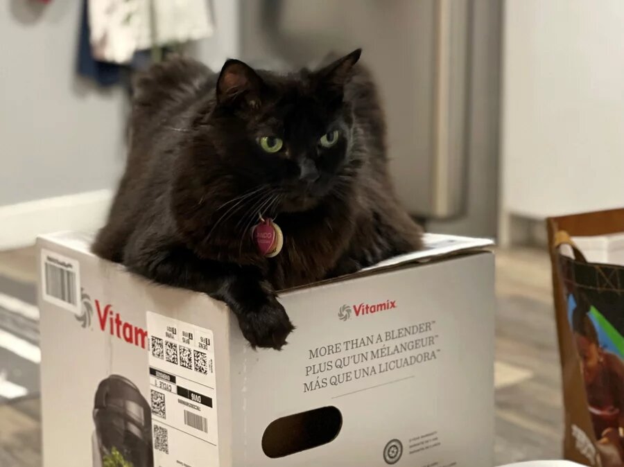 Одна из трех кошек Герсон-Нивс сидит на своем блендере Vitamix