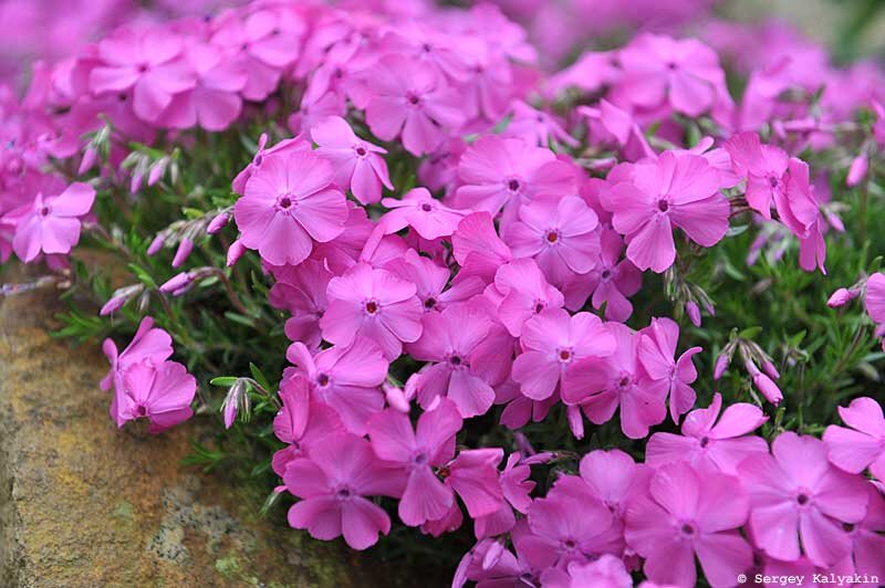 Флокс шиловидный Mac Daniels Cushion