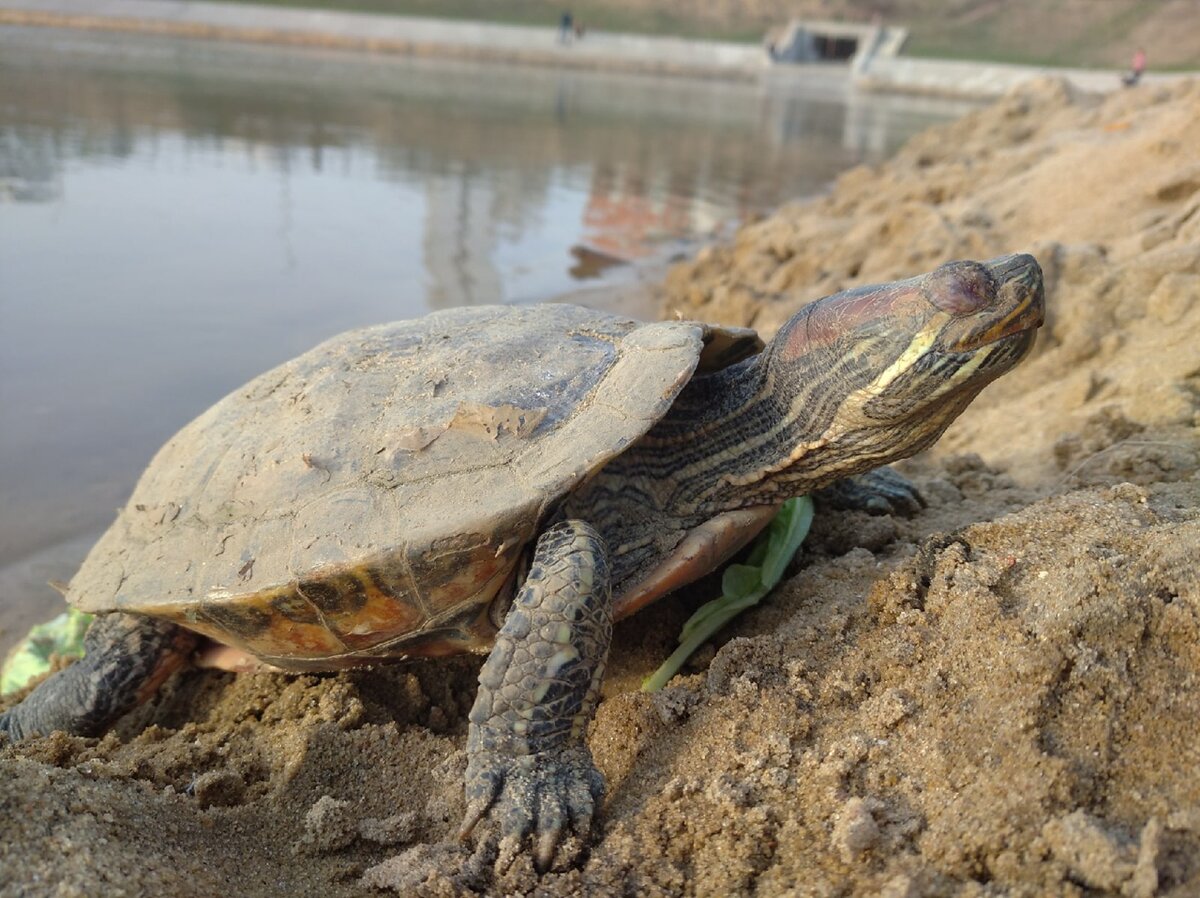 Черепахи весной. Взрослая особь Дальневосточный черепахи. Дальневосточная черепаха пустыня. Приют черепах Шри Ланка.