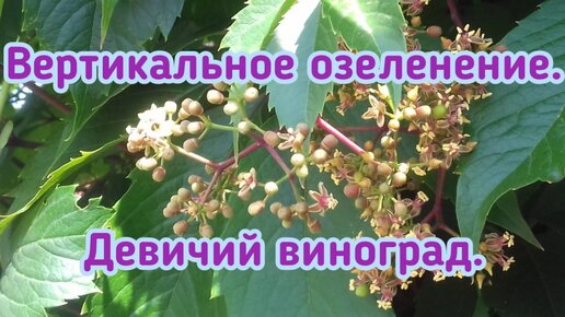 Вертикальное озеленение. Девичий виноград.