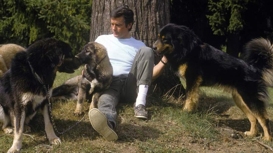 Ален Делон со своими собаками, Франция, 1984 год                                                               Фото: Getty Images/Michel GINFRAY