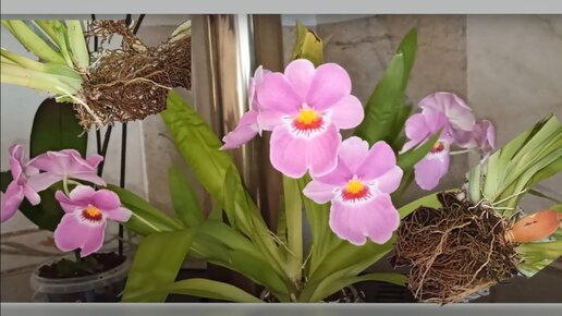 Корни, хоть руби. Орхидея Мильтониопсис вексиллярия (Miltoniopsis vexillaria) Деление. Грунт.