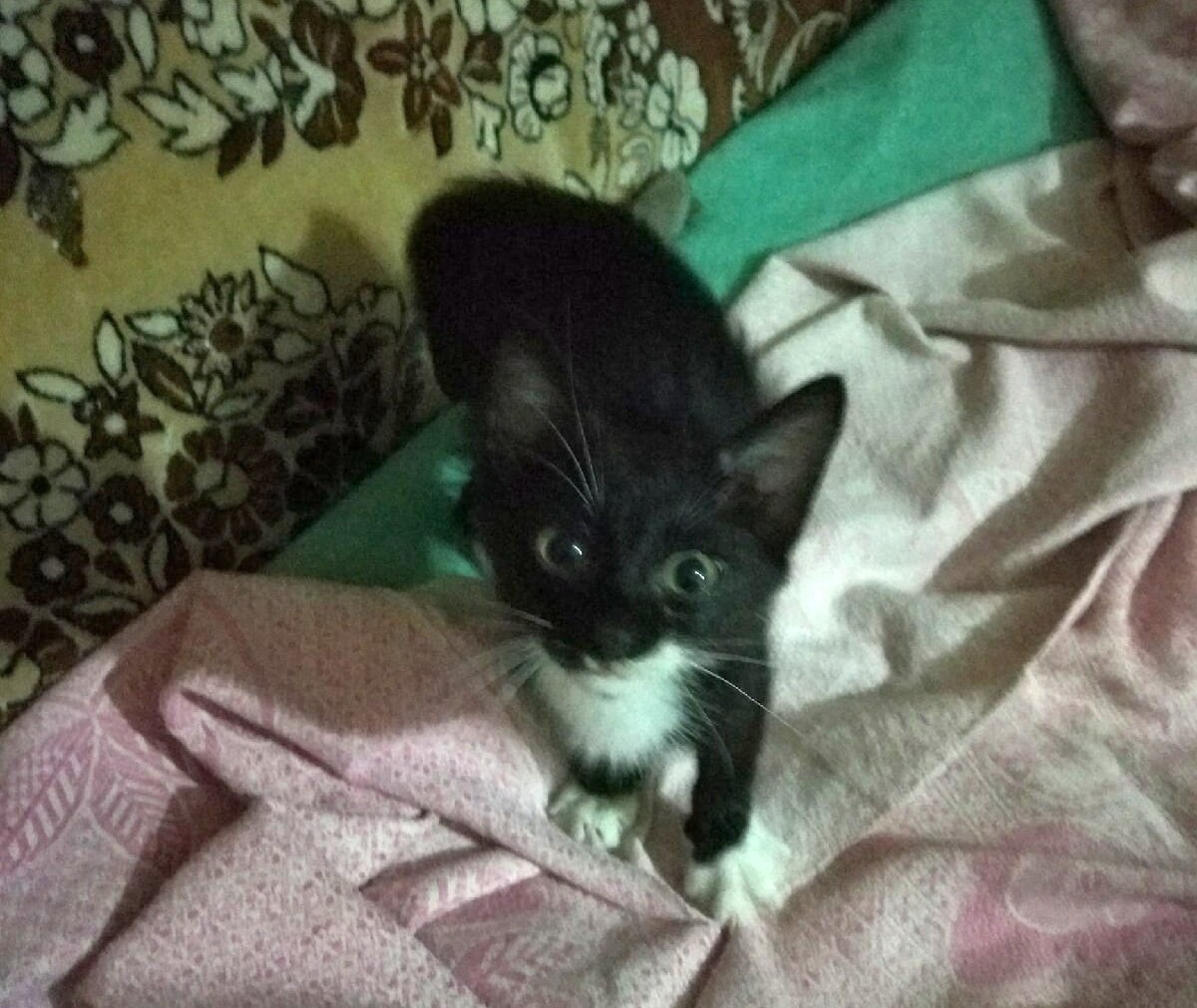 Наш счастливый спасёныш. Фото: Анастасия Горбатова.