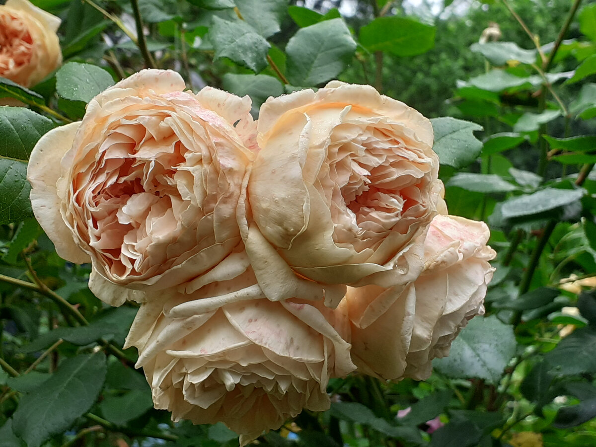 Crown Princess Margaret