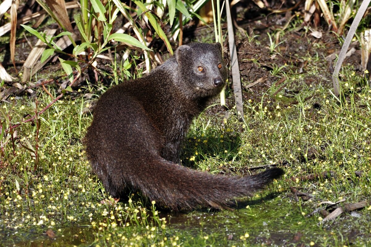 Эра мангуста. Животный мир Дагестана Кавказская европейская норка фото. Caucasian Mink.