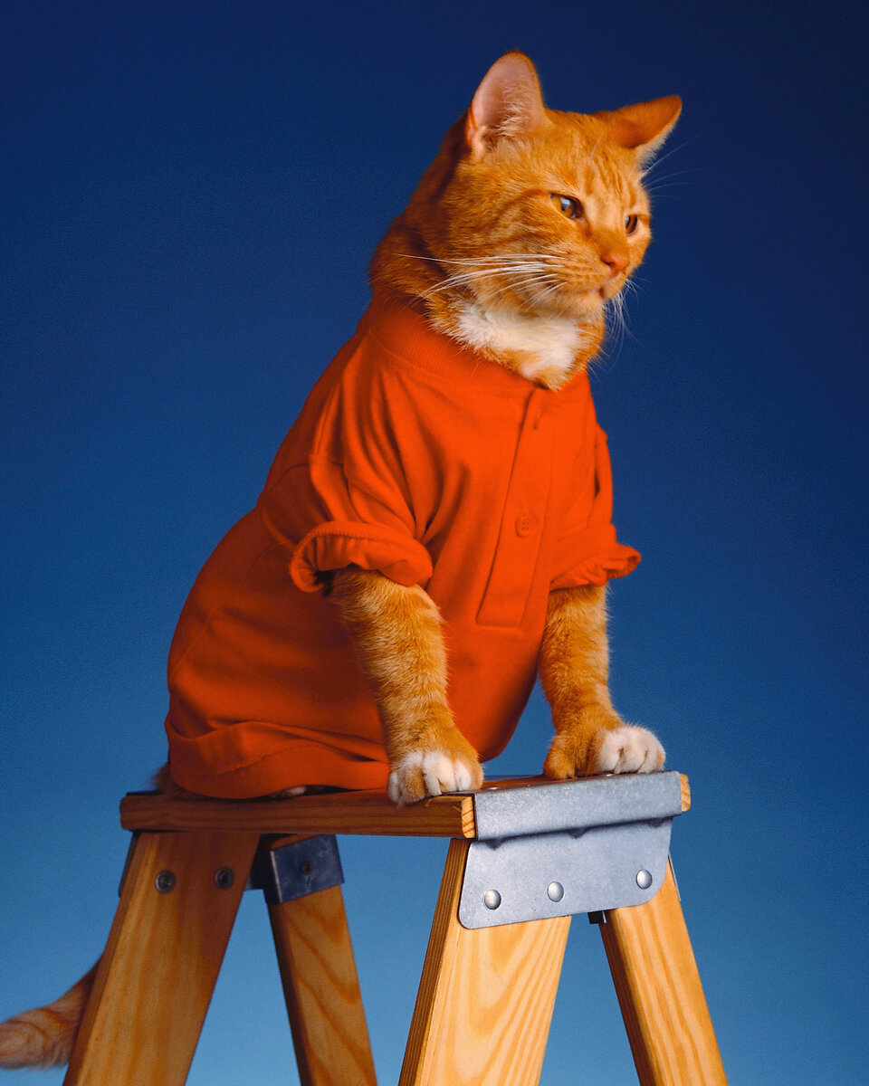 Рыжий кот в свитере