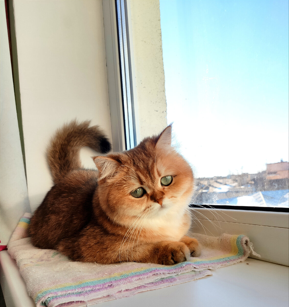 Лежанка Криспи на подоконнике