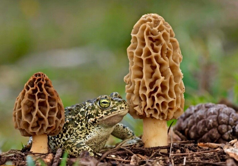 Сморчки.